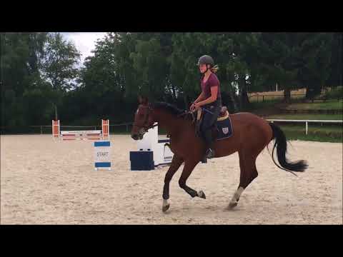***SOLD*** Untypical - Uriko x Caretino - 3 years old