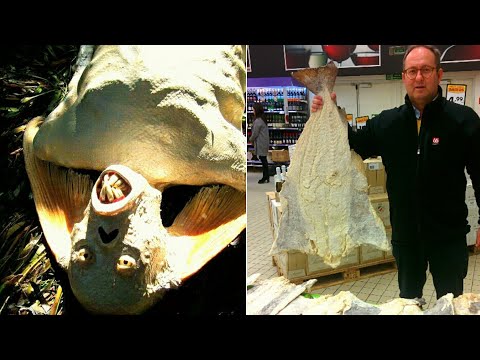 What is Salt Fish | Real Salt Fish Head Reveal in JAMAICA