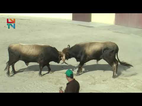Chegas de Touros de Raça Mirandesa em Vinhais