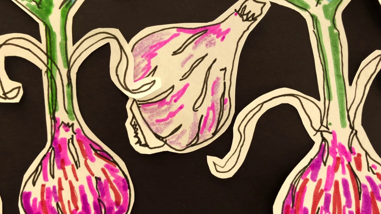 Garlic by Matthew Rader