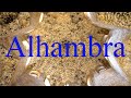 알함브라의 추억 (alhambra)*Sarah Brightman