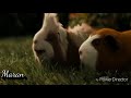 G Force Movie Scene In Tamil Movie Scene