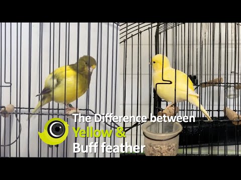 How to tell the difference between a yellow and buff feathered canary