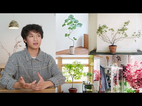 How I'm Rebuilding my Houseplant Collection | my plant journey