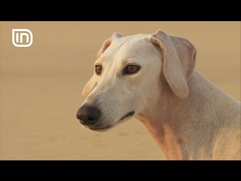 Life is Better with Friends 19042017 - Rracat e qenve qe pershtaten me shenjat e horoskopit