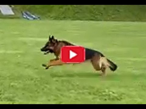 Male German Shepherd from Germany Jambo Team Gigelsfelsen IGP3 Protection Training Video #2