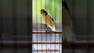 Download lagu Kenari F2 Isian Ciblek Panjang #kenarigacorpanjang #kenariisianciblek #kenarif2 mp3