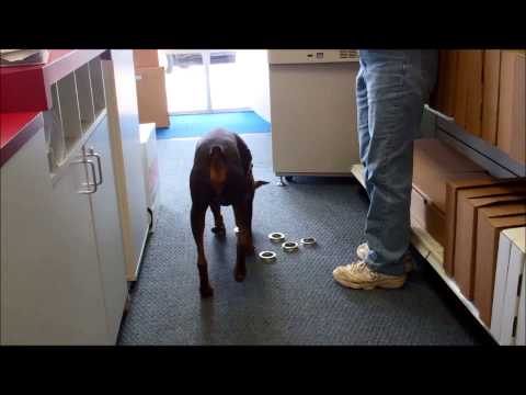 Fi SB 3 Scent work copy shop 12 30 13