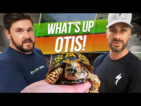 World's Most Famous Box Turtle!