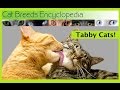 Popular Tabby Cats 10 Quick Facts Cat Breeds Encyclopedia, Video Tabby Cats Breed terbaru!
