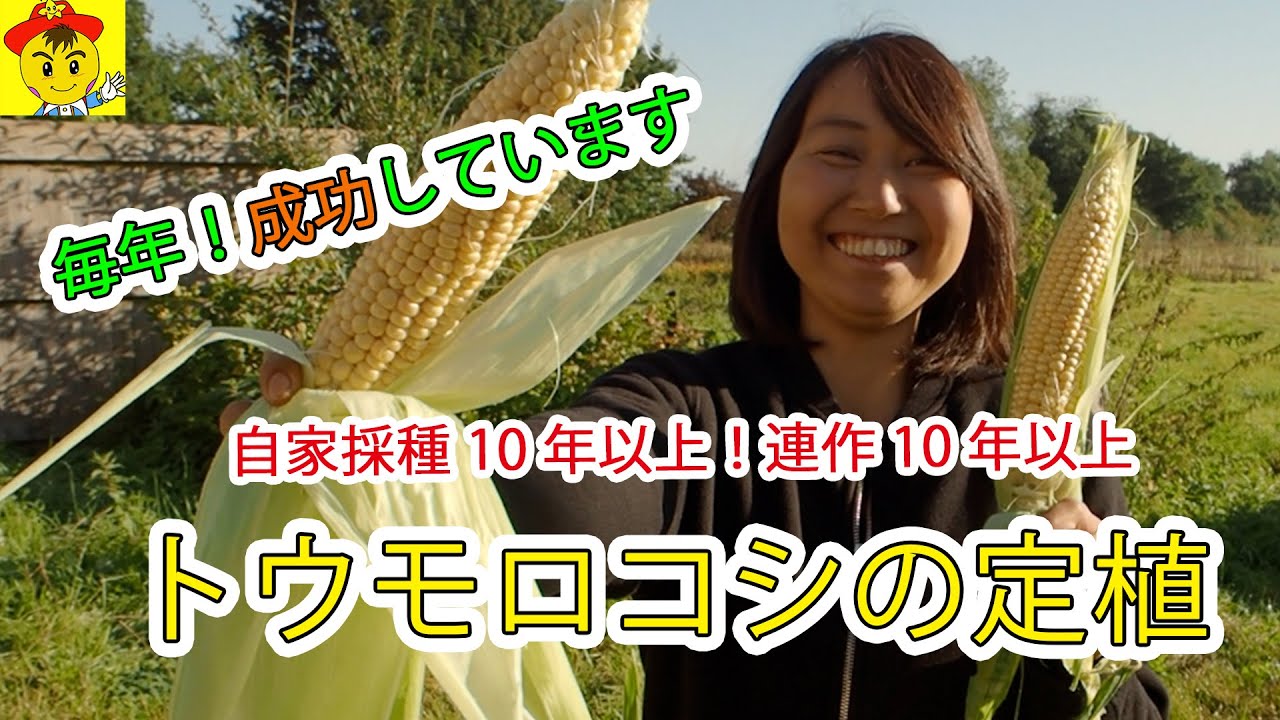 トウモロコシ自家採種と定植のコツ