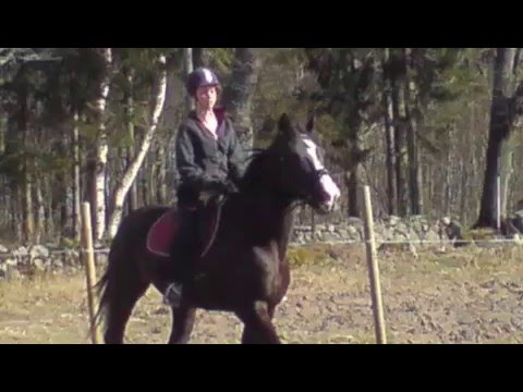 Horse nr 1, Tara thunder Lady!