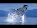 Humpback Whales Narrated By Ewan McGregor Official IMAX Trailer 4K