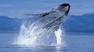 Humpback Whales - Narrated by Ewan McGregor - Official IMAX Trailer - 4K