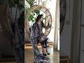 Fit Check But Make It Desi Labelvarsha Indianoutfit Blacksuit Weddingguestoutfit Festiveoutfit