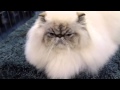 Terbaik Is a Himalayan the Right Cat Breed for You , Video himalayan cat viral!
