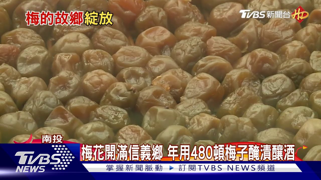 梅花開滿信義鄉 年用480頓梅子醃漬釀酒