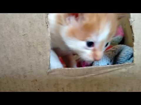 Mother and baby cats