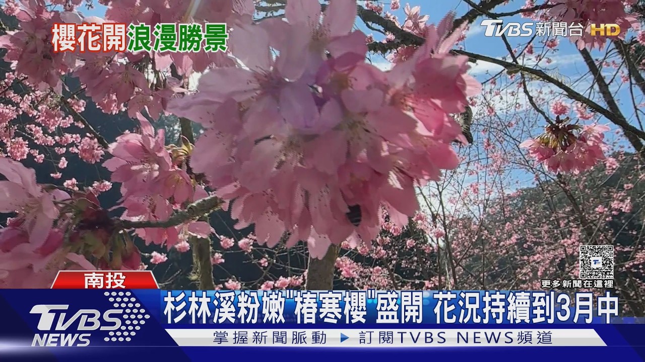 連假衝一波！杉林溪、武陵、泰安所花況曝光　粉櫻美到3月初