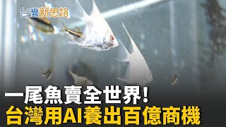 小小鬥魚掀AI革命！影像辨識改寫台灣出口鏈 當AI遇上飼養技術 台灣打造全球最聰明的養魚系統│主播 苑曉琬│【台灣新思路】20251101│三立iNEWS
