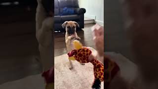 Video preview image #1 Mastiff-Unknown Mix Puppy For Sale in The Woodlands, TX, USA