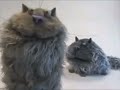 Spiffy Pictures Website Clip The Fat Cats Show