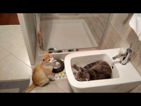 uso alternativo del bidet