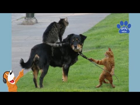 Funny Animals - Funny Dogs and Cats - Binho and Mel #83