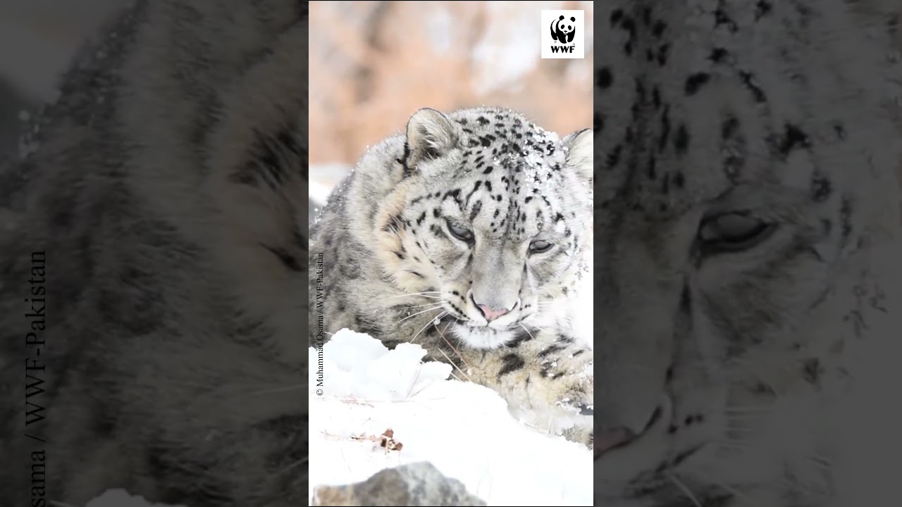Snow Leopard