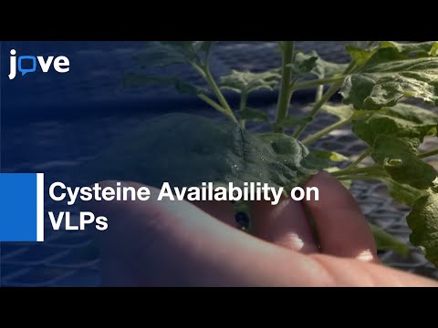 Cysteine Availability on VLPs from Plants and Cross-linking Peptides | Protocol Preview