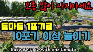 토마토 1그루로 10포기 이상 늘리기  Increase to 10 with one tomato.