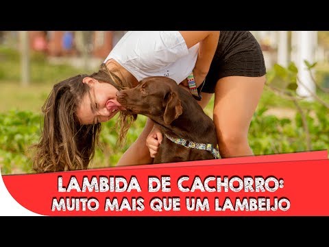 Lambida de cachorro: muito mais que um lambeijo!