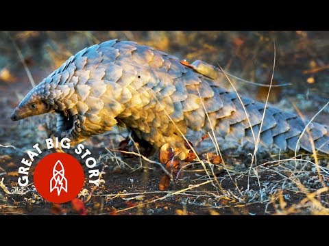 Protecting Pangolins From Poachers in South Africa