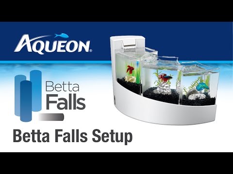 Aqueon | Betta Falls - Betta Desktop Aquarium Kit: Set Up