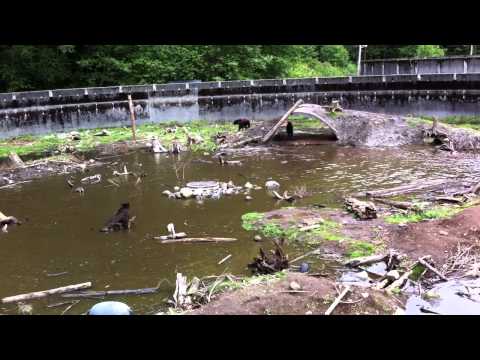 2011 07 31 Alaska 22 Bears IMG 1942