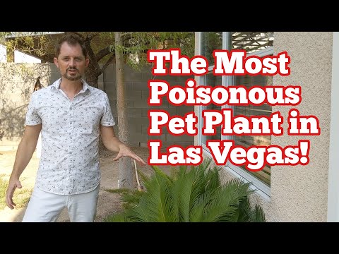 The Most Poisonous Plant to Dogs in Las Vegas - Sago Palm