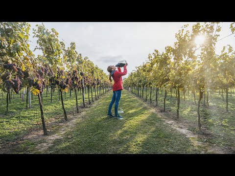HACIENDO VINO EN UN PUEBLO DE RUMANÍA