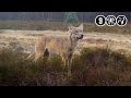 Follow-up: onderzoek beschieten Veluwse wolf