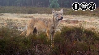 Follow-up: onderzoek beschieten Veluwse wolf