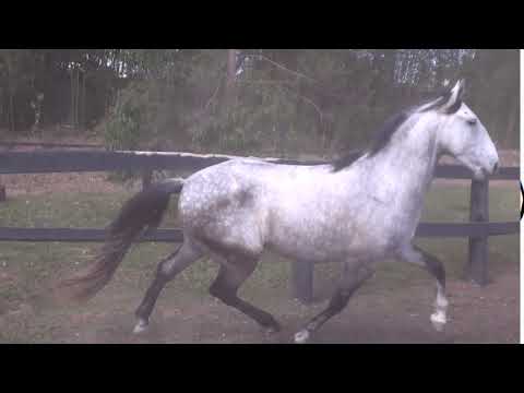 Mandarin - 5 anos  -tordilho apatacado - Cavalos puro sangue Lusitanos - Coudelaria aguilar