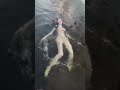 TIKTOK Renang Telanjang