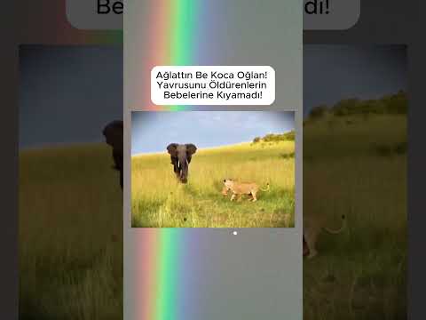 Fil ve Aslanların İnanılmaz Karşılaşması: Merhametin Gücü! #VahşiYaşam #Fil #Aslan