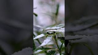 RAINDROPS ON LEAVES