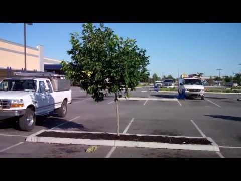 download lagu mp3 mp4 Parking Lot Trees, download lagu Parking Lot Trees gratis, unduh video klip Parking Lot Trees
