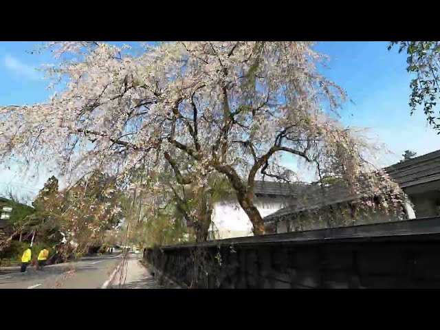 2024 [Kakunodate Cherry Blossoms] Blooming Status April 21st
