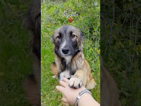 Regalo Apollo splendido dolce cucciolo simil pastore cerca casa 