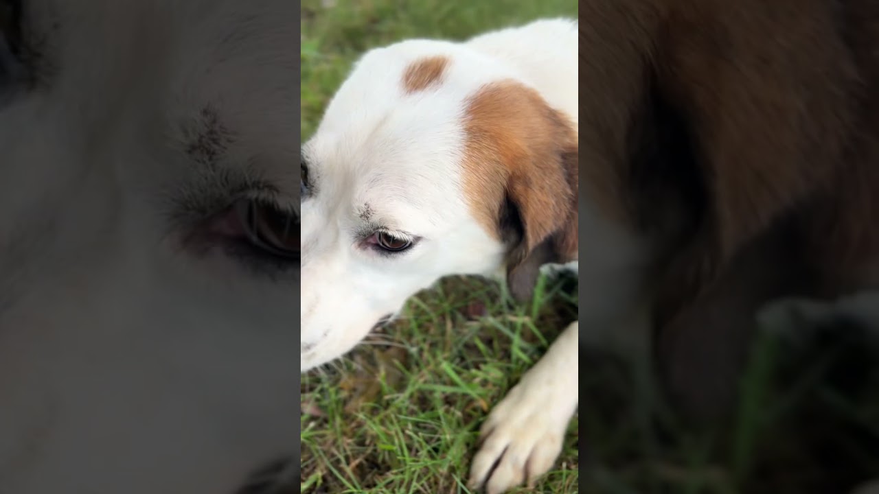 Enlarge Darcy, a Adoptable mixed breed in Gradyville, KY video 6/6