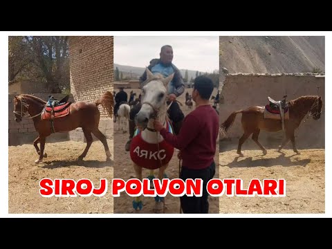 MASHXUR SIROJ POLVONNING OTLARI BOQUVDAN CHIQDI 🐴🦄🐎🏇#horse #animals #cute 