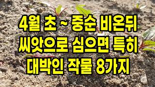 4월 초 ~ 중순 비온뒤 씨앗으로 심으면 특히 대박인 작물 8가지