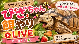 【LIVEアーカイブ】🐢ぴざちゃんのもぐもぐタイム！ケヅメリクガメの餌やりLIVE🥬✨